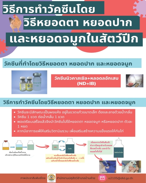 วิธีการทำวัคซีนโดยวิธีหยอดตา หยอดปาก และหยอดจมูกในสัตว์ปีก