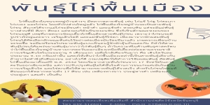 พันธุ์ไก่พื้นเมือง