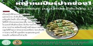 พืชอาหารสัตว์พันธุ์ดี