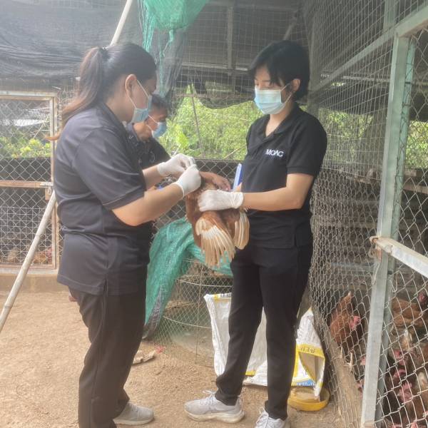สำนักงานปศุสัตว์จังหวัดนครนายก ดำเนินโครงการเฝ้าระวังไข้หวัดนกในไก่ไข่เชิงรุกแบบบูรณาการของประเทศไทย ครั้งที่ 3/2569