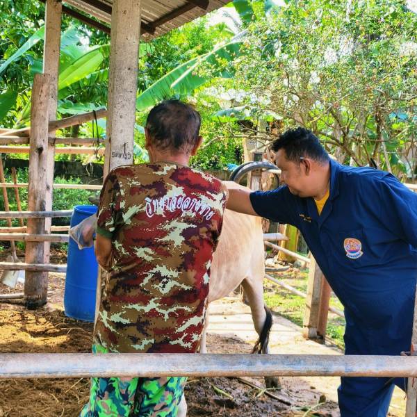 ปศอ.สอยดาว จับมือ อาสาปศุสัตว์ ลุยฉีดวัคซีน FMD รอบ 2/2569 ลงพื้นที่สร้างภูมิคุ้มกันโคเนื้อ 55 ตัว