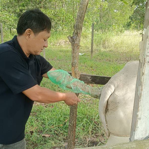 ปศอ.มะขาม ส่งเจ้าหน้าที่ให้บริการผสมเทียม โคเนื้อเชิงรุก พร้อมแนะแนวทางจัดการพยาธิเพื่อสุขอนามัยสัตว์ที่ดี