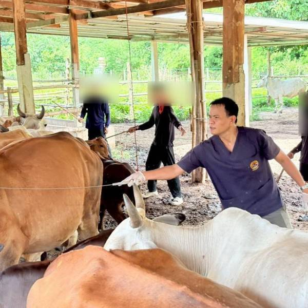 ปศุสัตว์ท่าใหม่ ฉีดวัคซีนป้องกันโรค ปากและเท้าเปื่อย-คอบวม เชิงรุก ณ ทัณฑสถานเปิดทุ่งเบญจา เสริมภูมิคุ้มกันโค-กระบือ