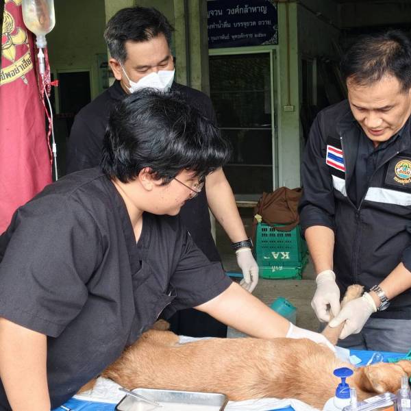 ปศุสัตว์จันทบุรี นำทีมสัตวแพทย์ ผ่าตัดทำหมัน-ฉีดวัคซีนสุนัขจรจัด “วัดคมบาง” ยกระดับสุขอนามัยศาสนสถาน สกัดภัยโรคพิษสุนัขบ้า
