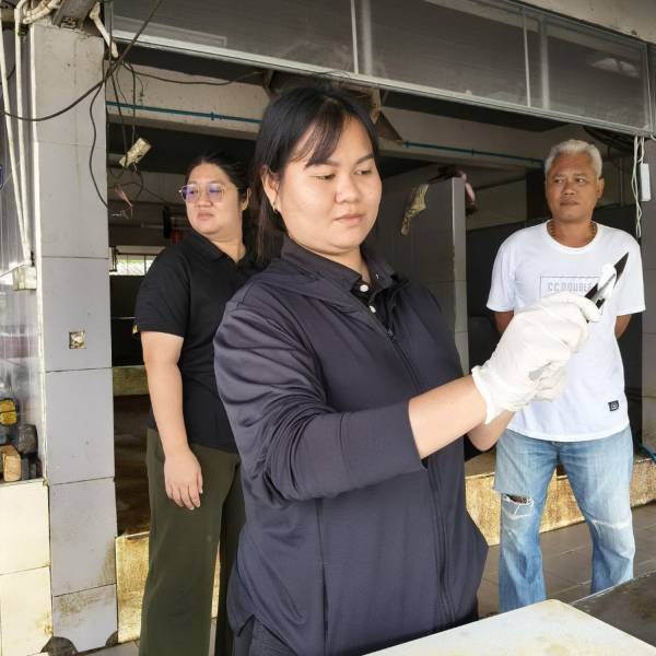 ปศุสัตว์ท่าใหม่ เก็บตัวอย่าง Surface Swab โรงฆ่าสุกรเทศบาลเมืองท่าใหม่ ตรวจทางห้องปฏิบัติการ สกัดเชื้ออหิวาต์แอฟริกาในสุกร (ASF)