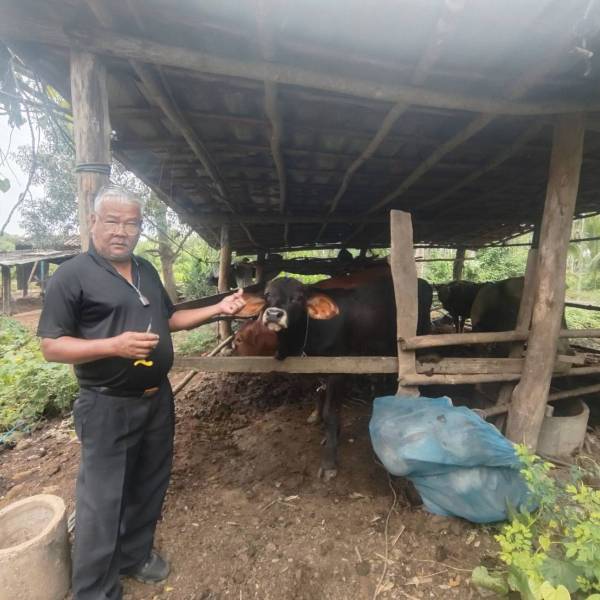 ปศุสัตว์อำเภอแกลง ดำเนินการฉีดวัคซีนป้องกันโรคลัมปีสกิน พื้นที่อำเภอแกลง