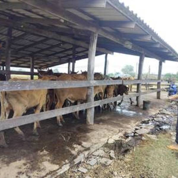 ฉีดวัคซีนป้องกันโรคปากและเท้าเปื่อย 