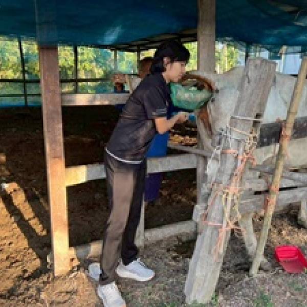 สำนักงานปศุสัตว์จังหวัดนครนายก ให้บริการผสมเทียมโค-กระบือ 