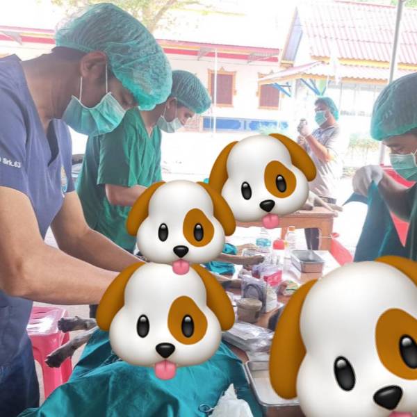 วันที่ 20 มกราคม 2569 ปศุสัตว์จังหวัดสระแก้ว ฉีดวัคซีนป้องกันโรคพิษสุนัขบ้าและผ่าตัดทำหมันควบคุมประชากรสุนัข ไม่มีเจ้าของ 