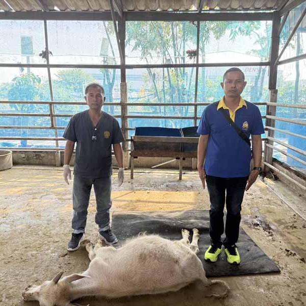 สำนักงานปศุสัตว์จังหวัดสมุทรปราการเข้าตรวจสอบลูกกระบือเสียชีวิต