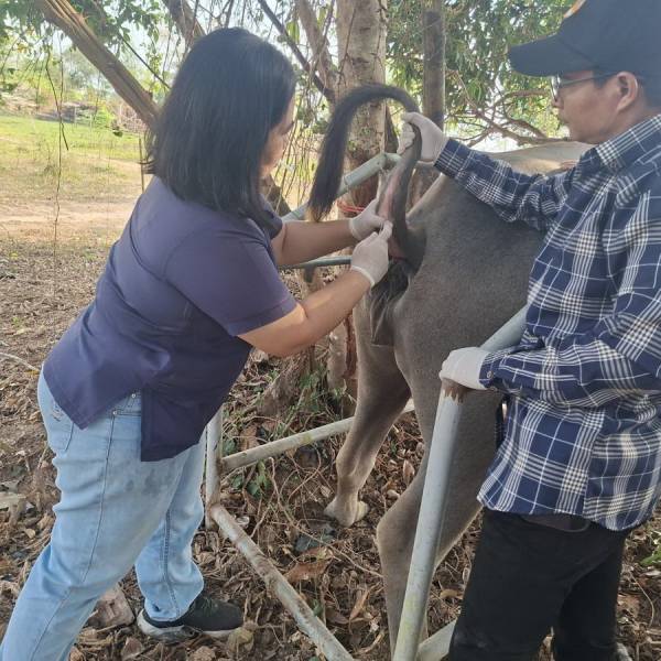 ปศุสัตว์แก่งหางแมว ดำเนินกิจกรรมสำรวจความชุกและตรวจสอบระดับภูมิคุ้มกันโรคปากและเท้าเปื่อยในกระบือ