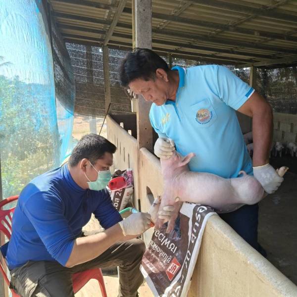 สำนักงานปศุสัตว์อำเภอประจันตคาม ดำเนินการเก็บตัวอย่างเลือดตรวจ Titer FMD