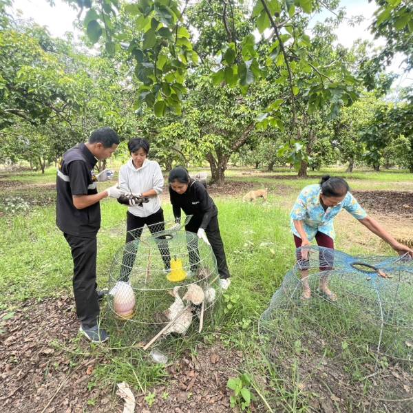 สำนักงานปศุสัตว์จังหวัดนครนายก  กิจกรรมส่งเสริมและพัฒนาอาชีพเลี้ยงไก่งวงในพื้นที่จังหวัดนครนายก