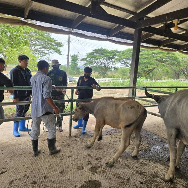 สำนักงานปศุสัตว์จังหวัดนครนายก  ลงพื้นที่ติดตามกระบือพระราชทานและดูแลสุขภาพกระบือในโครงการอนุรักษ์และพัฒนากระบือไทย