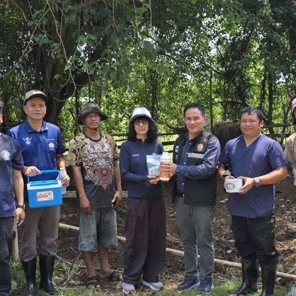 ปศุสัตว์จันทบุรี รณรงค์ฉีดวัคซีน ป้องกันโรคปากและเท้าเปื่อยในโคเนื้อ-กระบือ ยกระดับคุณภาพการเลี้ยงสัตว์ สร้างภูมิคุ้มกันโรค